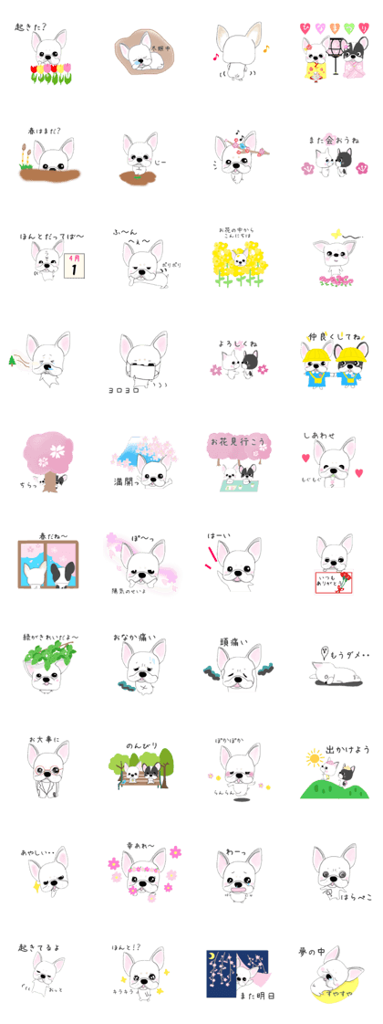 French bulldog wanko Ume 4