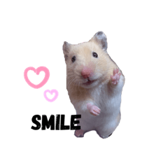 Q比&哈比倉鼠生活