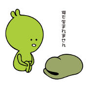 Chick Broad Bean