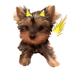 Pokky The Yorkie Version1