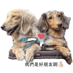 大理石臘腸❤️樂樂