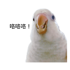 藍銀絲和尚-冰塊寶寶