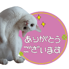 Cat honorific Sticker