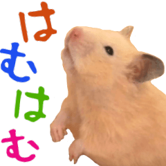 It is a cute hamster
