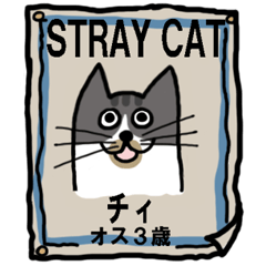 Story of a stray cat
