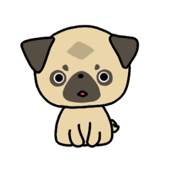 little pug dog