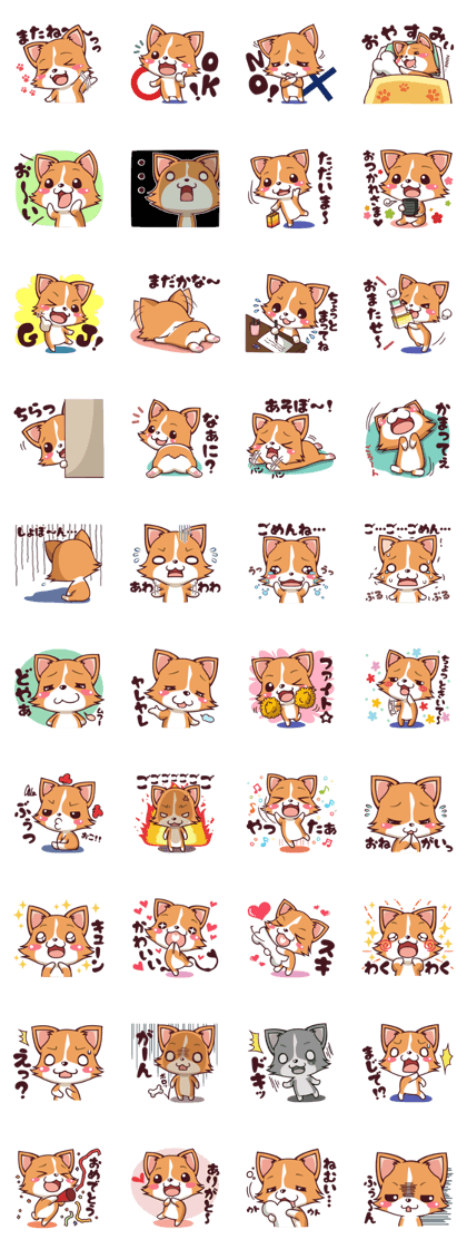 Cute and lovely Corgi