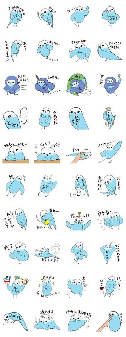 Lovable parakeet, Pal