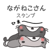 Face is long cat
