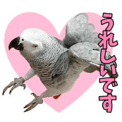 Grey Parrot Laala Honorific