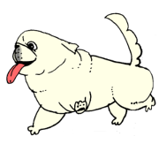 white pekingese