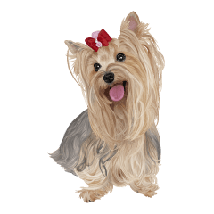 I love! Yorkshire terrier  Vol.1