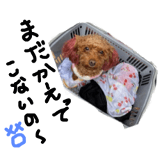 mizuki_20200703204533