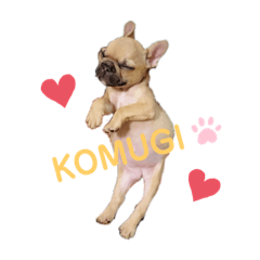 French bull no KOMUGI