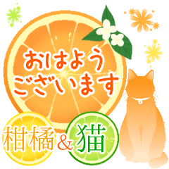 【敬語】柑橘系猫