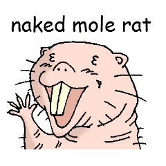 ハダカデバネズミ 英語版 Line スタンプ Line Store