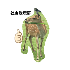 動物大小事