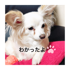 sayuri_20200704074508