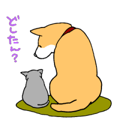 Close dog&cat