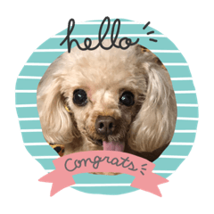 狗狗們的日常生活