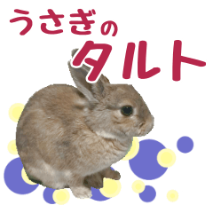 Taru the rabbit