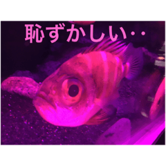深海魚の表情