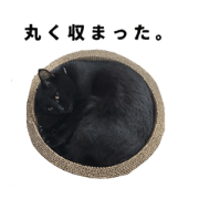 My Black Cat stickers