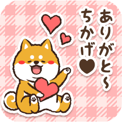 Pocha Shiba Chikage (Love)