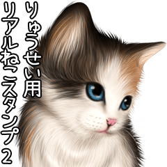 りゅうせい用リアルかわいい猫2
