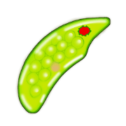 Manga Euglena