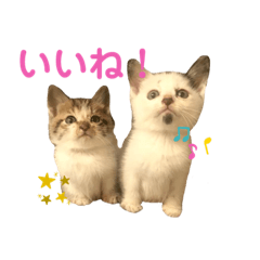 yukari_20200705125744