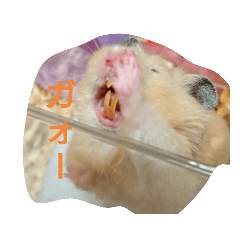 Maple_20200705183332