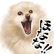 Huta the Pomeranian.