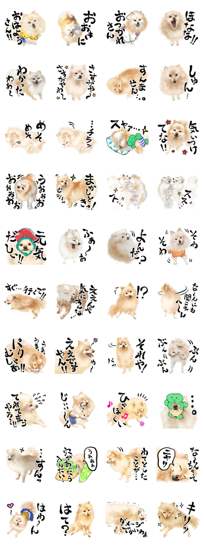 Huta the Pomeranian.