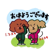 toy poodle Rino & Non