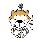 Lovely Akitainu