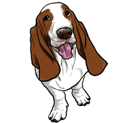 Basset hound 6