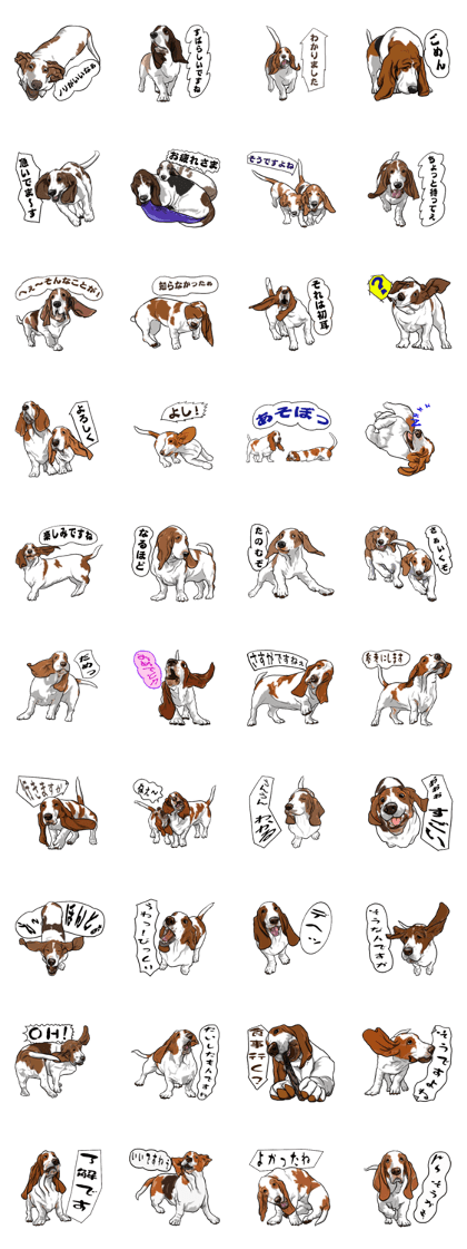 Basset hound 6