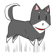 Fun black Shiba