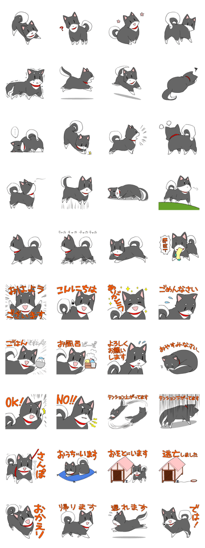 Fun black Shiba