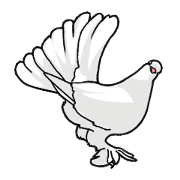 Funny pigeons