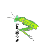 Day-to-day mantis