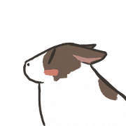Jack Russell Terrier - Coco