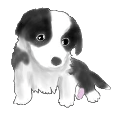 border collie puppy