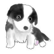border collie puppy border collie puppy