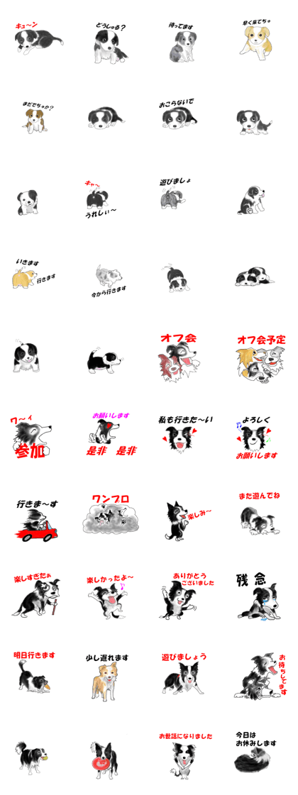 border collie puppy border collie puppy