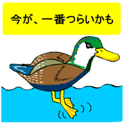 Yurukawa message2