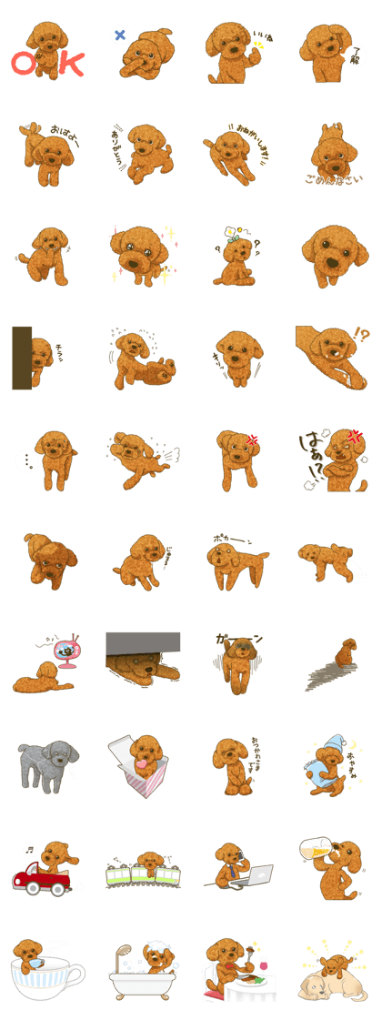 Toto the Toy poodle