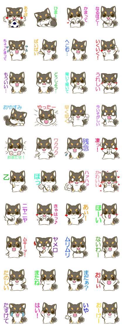 Japanese Black Shiba Inu tan 2
