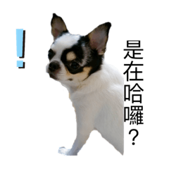 我是小可愛阿比